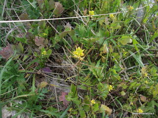 stello di Poira-22-12-2012 09-25-45
